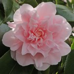 Camellia japonica 'Kay Truesdale'