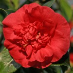 Camellia japonica 'Kilvingtoniana'