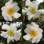 Camellia sasanqua 'Kenkyo'