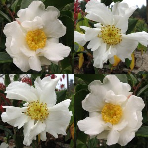 Camellia sasanqua 'Kenkyo'