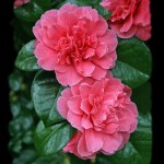 Camellia japonica 'Kenny'