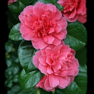 Camellia japonica 'Kenny'