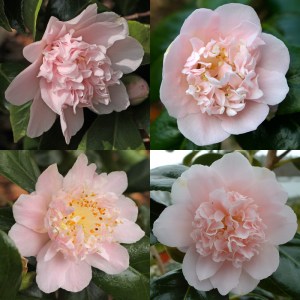 Camellia japonica 'Kewpie Doll'