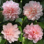 Camellia japonica 'Kick-Off'