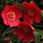 Camellia japonica 'Kimberley'