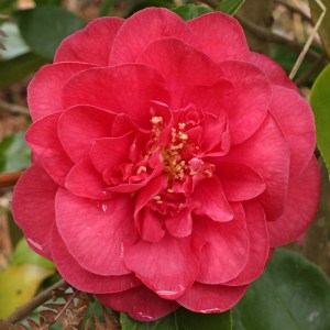 Camellia japonica 'King Size'