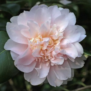 Camellia japonica 'King's Ransom'