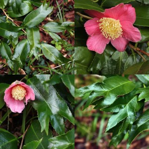 Camellia japonica 'Kingyo-tsubaki'
