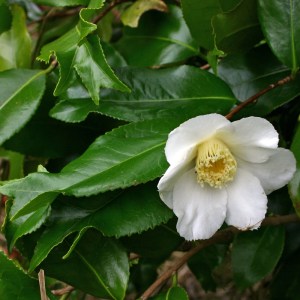 Camellia 'Kingyoba-shiro-wabisuke'