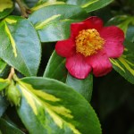 Camellia rusticana 'Kinsekai'