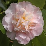 Camellia japonica 'Kitty Berry'
