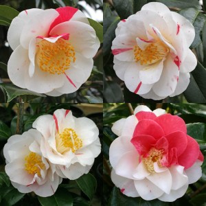 Camellia japonica 'Kokinran'