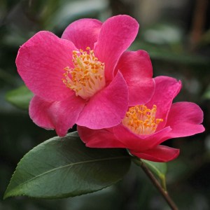 Camellia 'Koto-no-kaori'