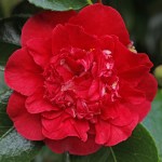 Camellia japonica 'Kramer's Beauty'