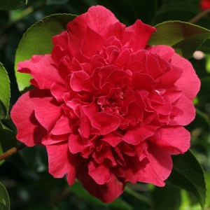 Camellia jaonica 'Kramer's Supreme'