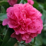 Camellia japonica 'Kumasaka'