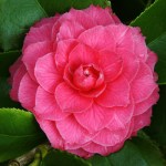 Camellia japonica 'La Pace Rubra'