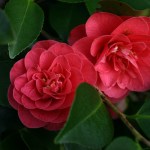 Camellia japonica 'Lady Campbell'