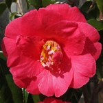 Camellia japonica 'Lady Clare'