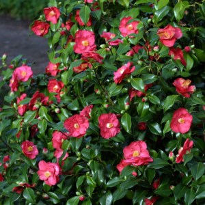 Camellia japonica 'Lady de Saumarez'