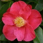 Camellia japonica 'Lady de Saumarez'