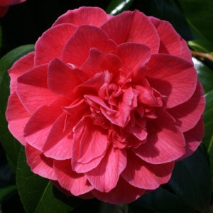 Camellia japonica 'Lady Erma'