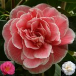 Camellia japonica 'Lady Loch'