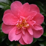 Camellia japonica 'Lady Macon'
