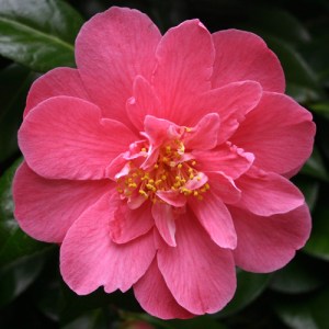 Camellia japonica 'Lady Macon'