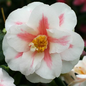 Camellia japonica 'Lady McCulloch'