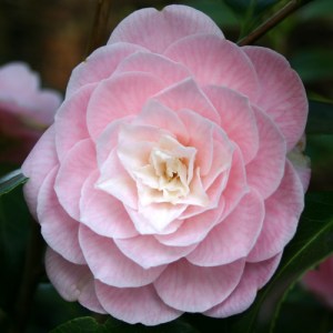 Camellia japonica 'Lady St. Clair.