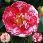 Camellia japonica 'Lady Vere de Vere'