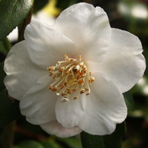 Camellia 'Lammertsii'