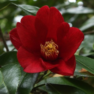 Camellia japonica 'Lanarth'