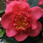 Camellia x williamsii 'Laura Boscawen'