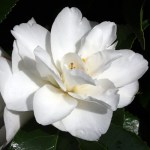 Camellia japonica 'Laura Schafer'