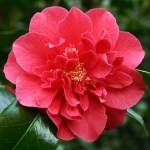 Camellia japonica 'Laura Walker'