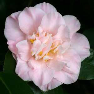 Camellia japonica 'Laurie Bray'