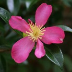 Camellia sasanqua 'Lavender Queen'