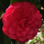 Camellia japonica 'Lavinia Maggi Rosea'