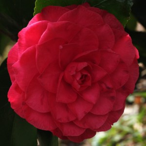 Camellia japonica 'Lavinia Maggi Rosea'