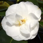 Camellia japonica 'Le Lys'