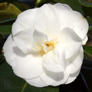 Camellia japonica 'Le Lys'