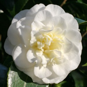 Camellia japonica 'Lemon Drop'
