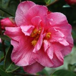 Camellia 'Leonard Messell'