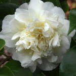 Camellia japonica 'Leonora Novick'