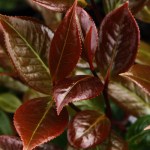 Camellia x williamsii 'Les Jury'