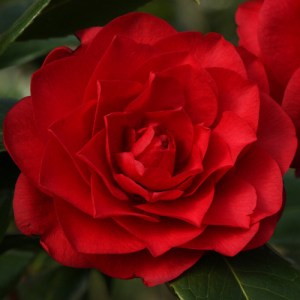 Camellia x williamsii 'Les Jury'