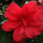 Camellia japonica 'Letitia Schrader'