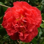 Camellia japonica 'Lieutenant William Hearn'